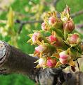 6de Nonkelfransrit 21-4-2013 (217)